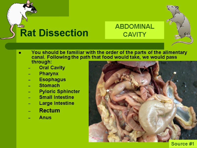Rat Dissection You should be familiar with the order of the parts of the